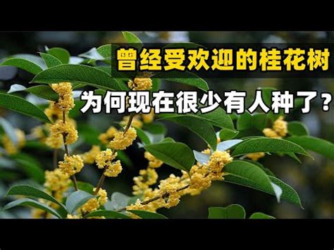 後院種桂花|桂花樹如何澆水施肥和分枝？ 